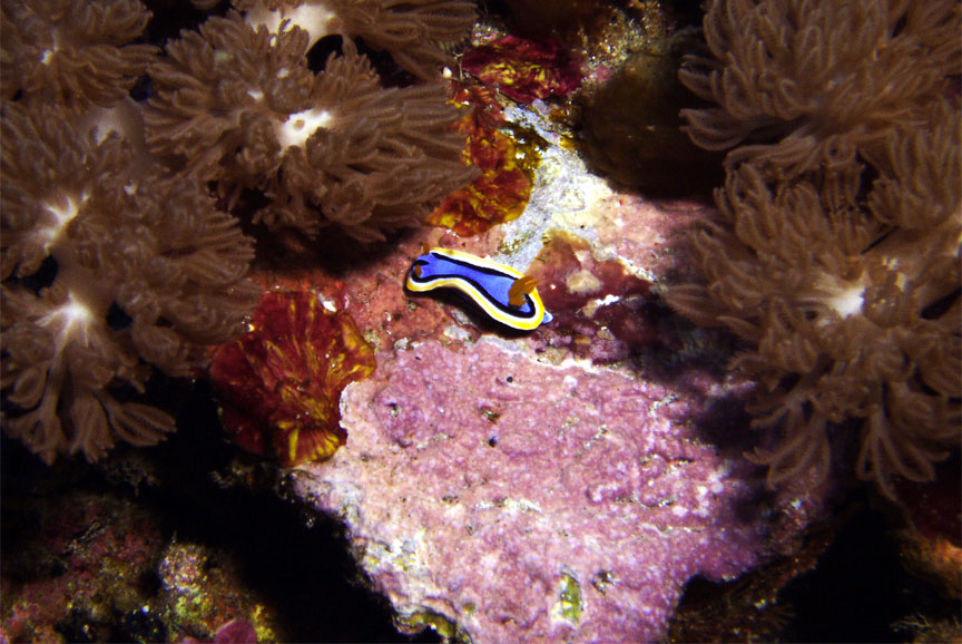 Nudibranch