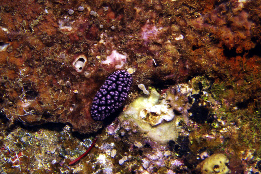 Nudibranch