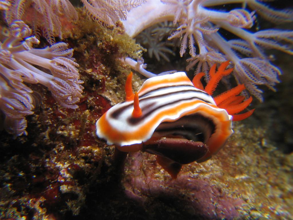 Nudibranch