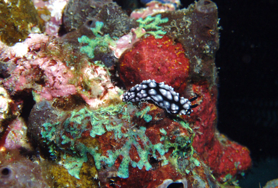 Nudibranch