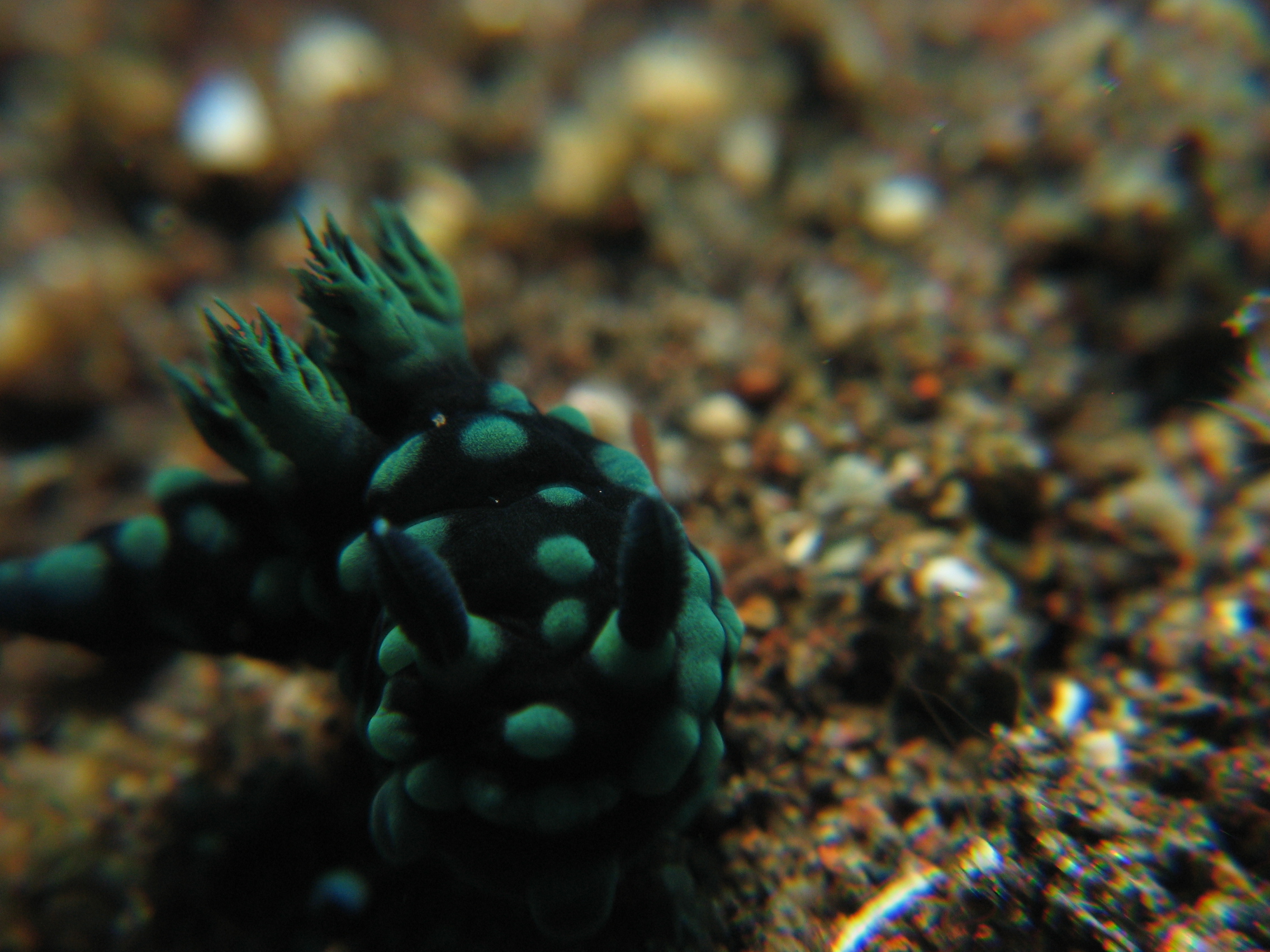 Nudibranch