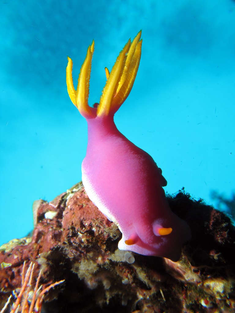 Nudibranch