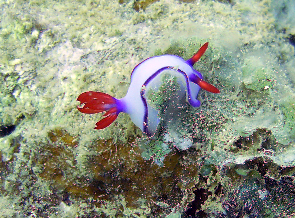 Nudibranch