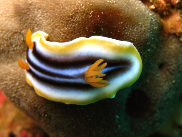 Nudibranch