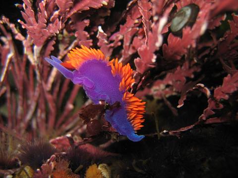 Nudibranch