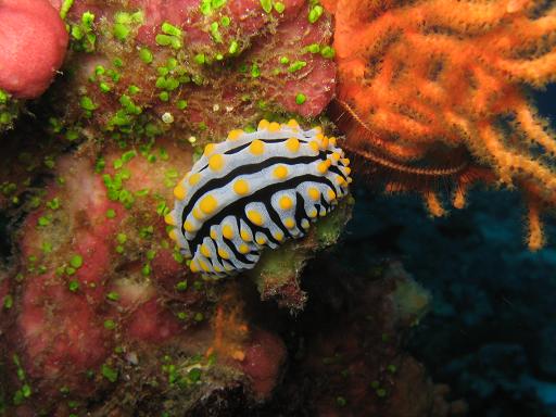 Nudibranch