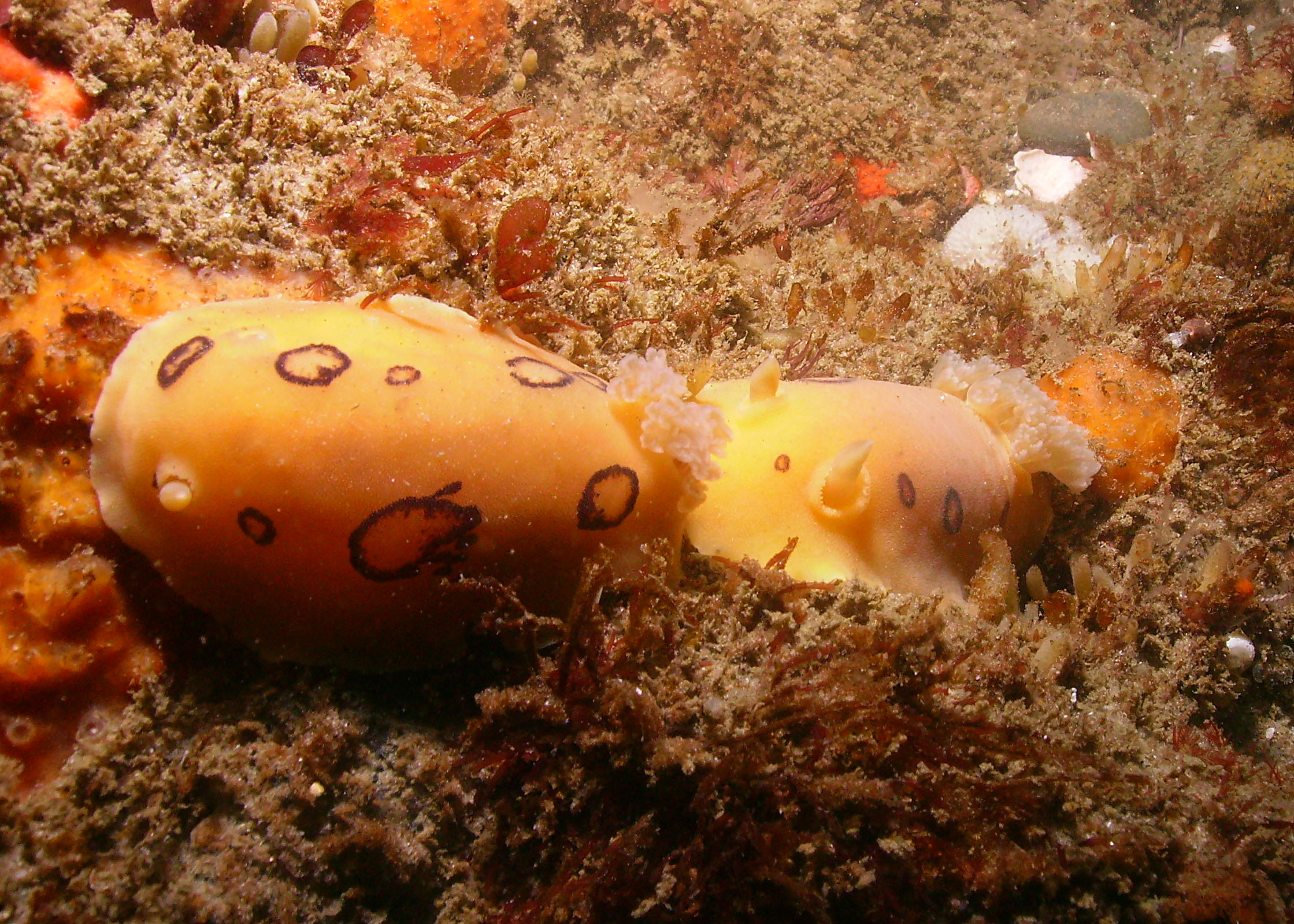 Nudibranch