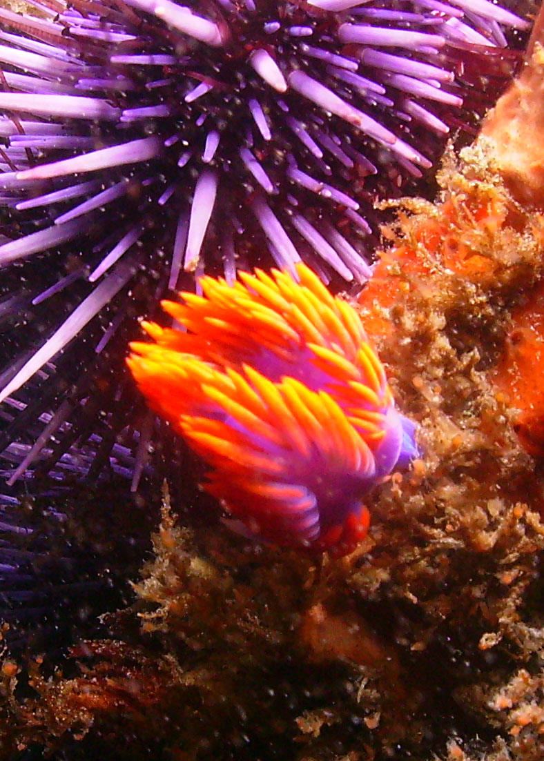 Nudibranch