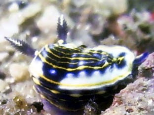 nudibranch0912061