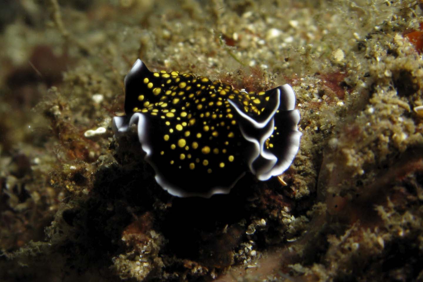 Nudibranch32