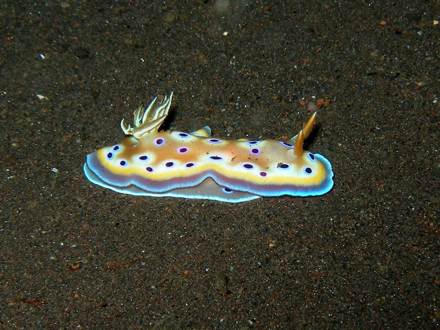 Nudibranch9