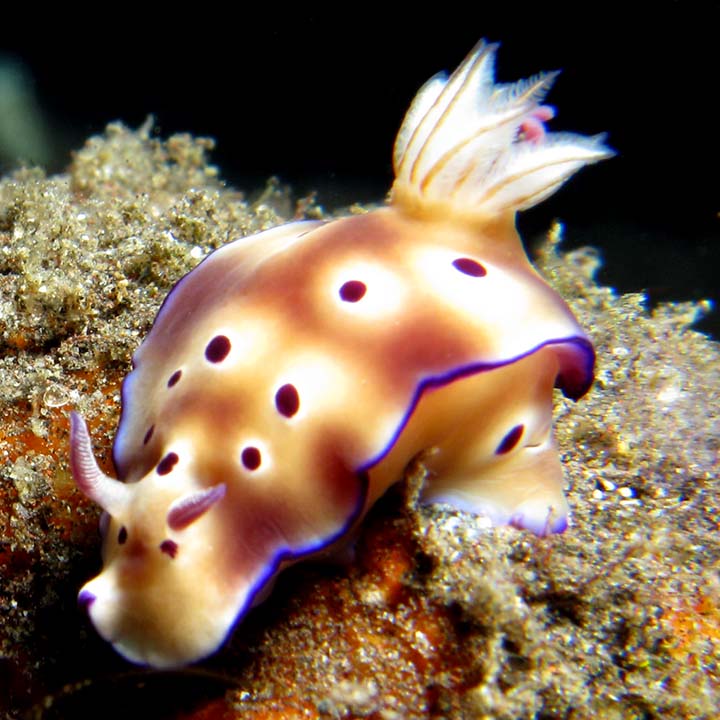 Nudibranch_11