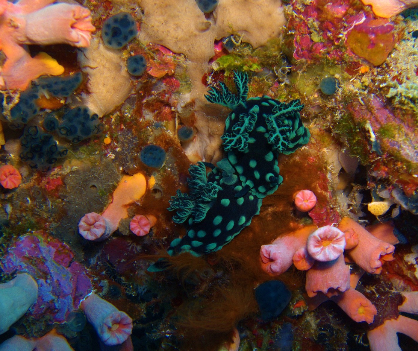 Nudibranch_3