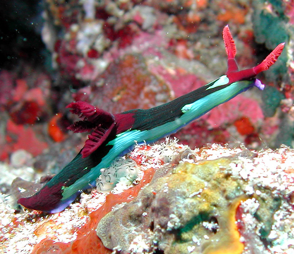 nudibranch_crop