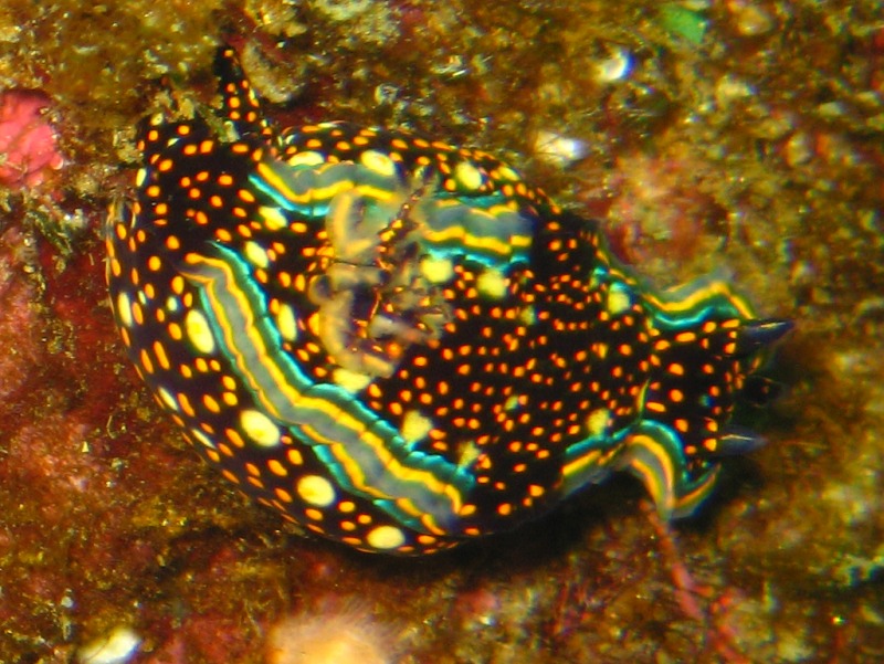 nudibranch_cropped_resized_0372