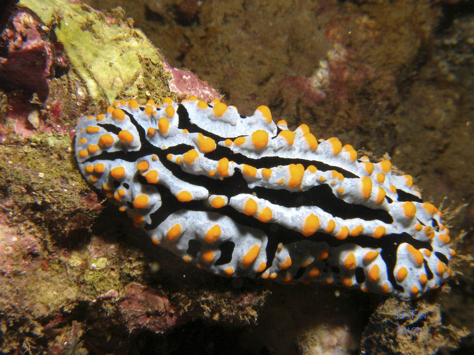 nudibranch_sp