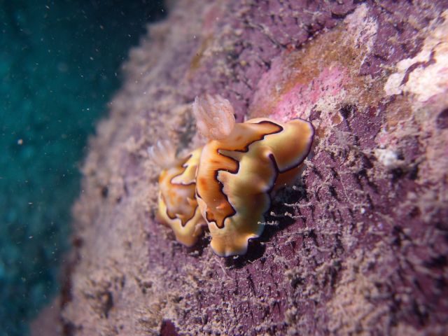 Nudibranches Mate