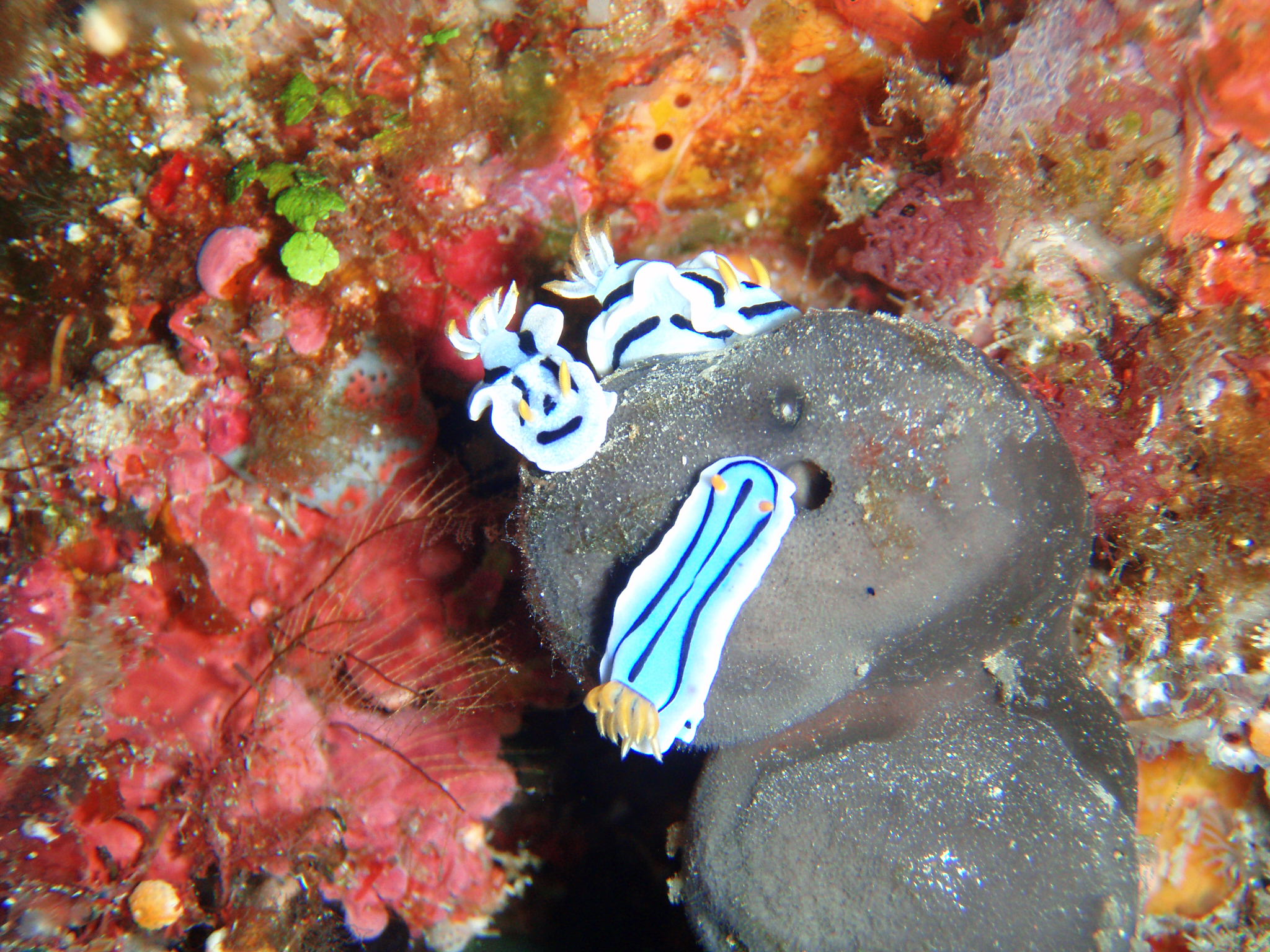 Nudibranches