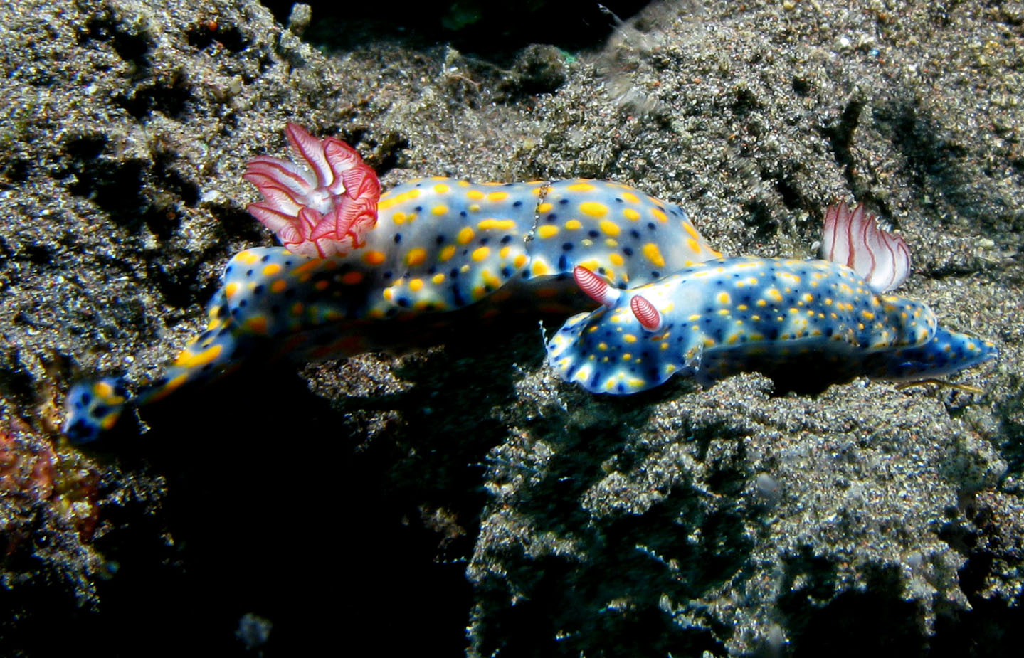 Nudibranches_-_Hypselodoris_kanga