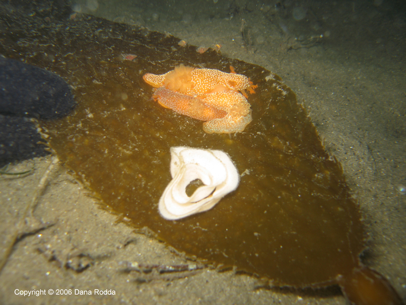 Nudibranchs and Eggs on Kelp