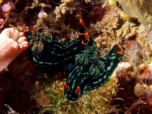 Nudibranchs coupling