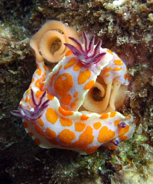 Nudibranchs laying eggs
