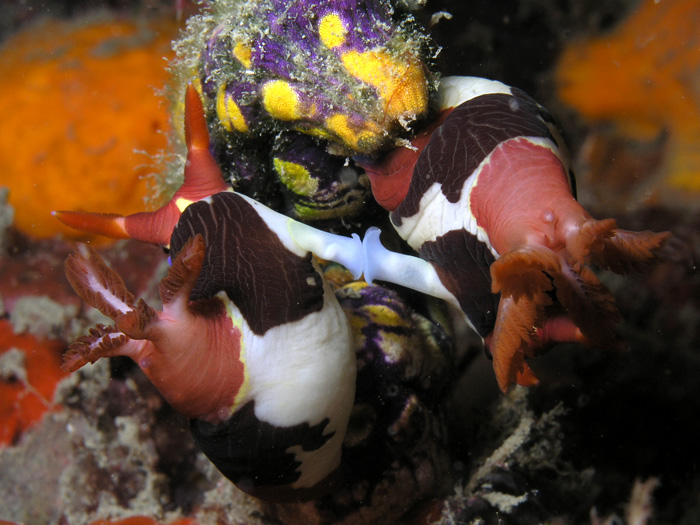 Nudibranchs mating