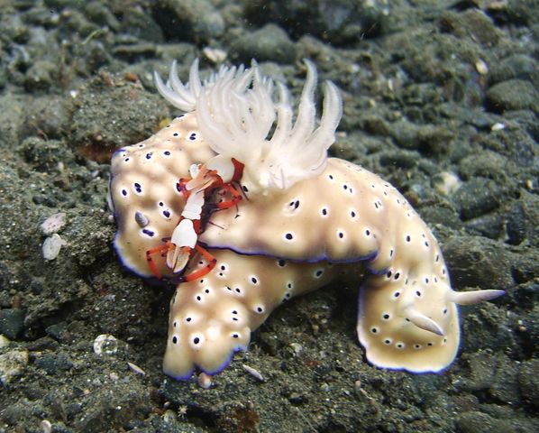 Nudibranchs with Imperial Shrimp