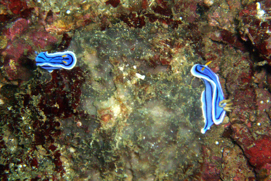 Nudibranchs