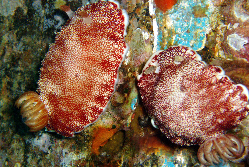 Nudibranchs