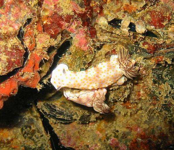 nudibranchs_ Diving_tenerife_SUBCANARIA_COM