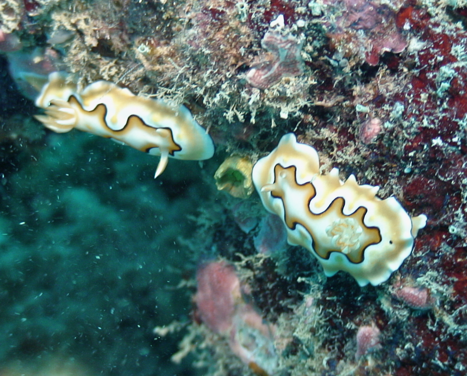 Nudi's