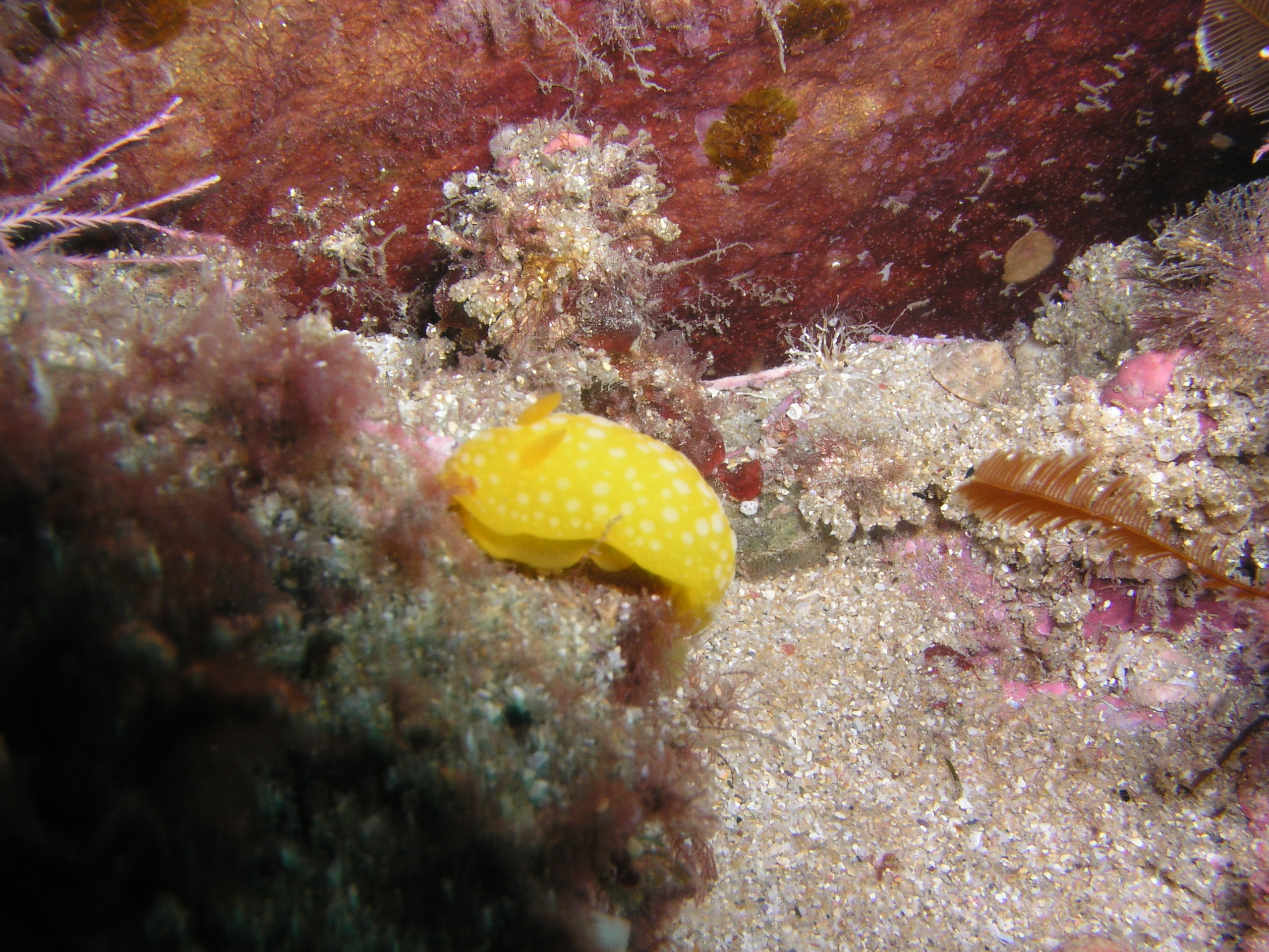 Nuidbranch - Neodoris chrysoderma