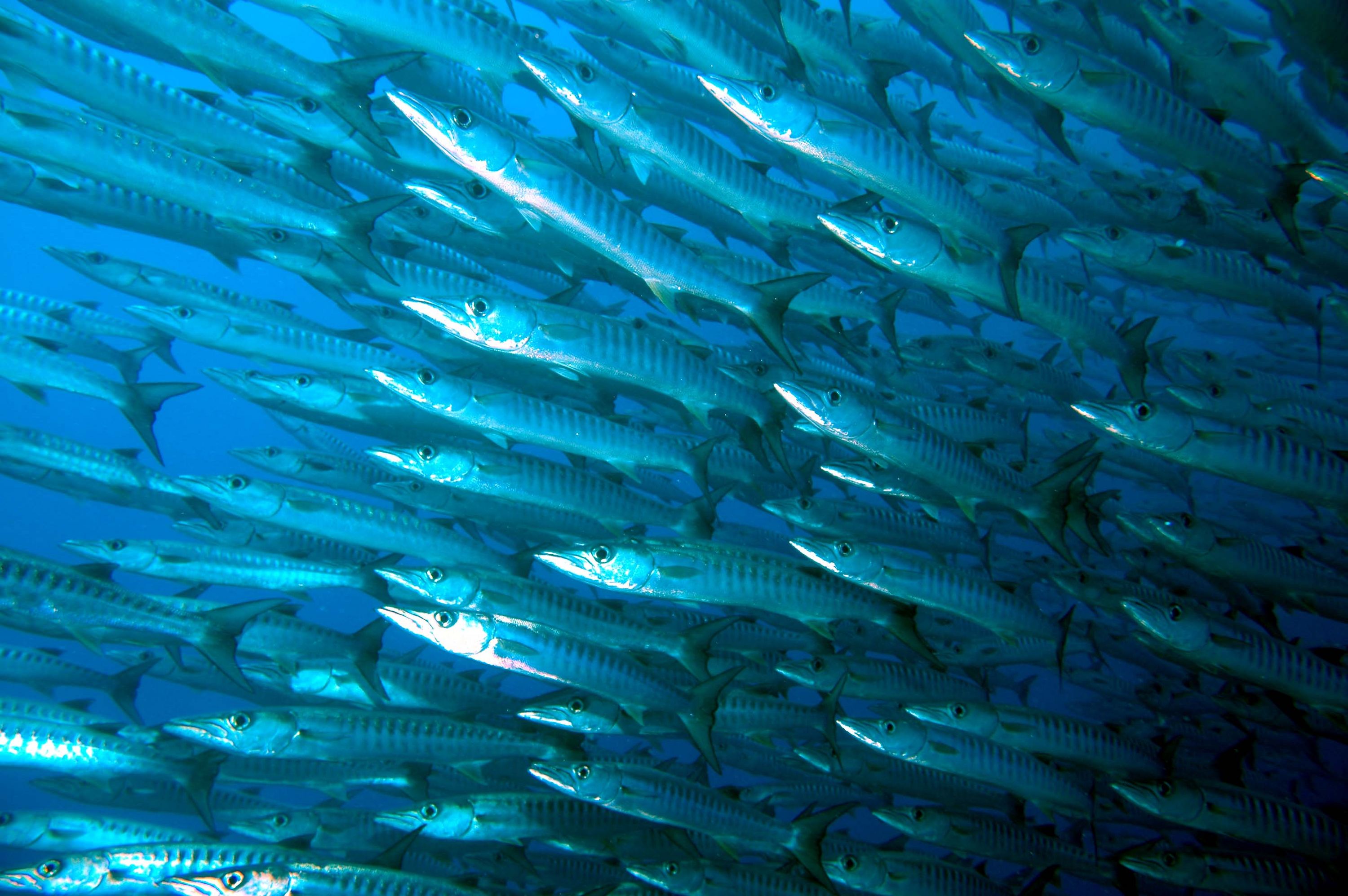 NUNIE PALAU ALBUM