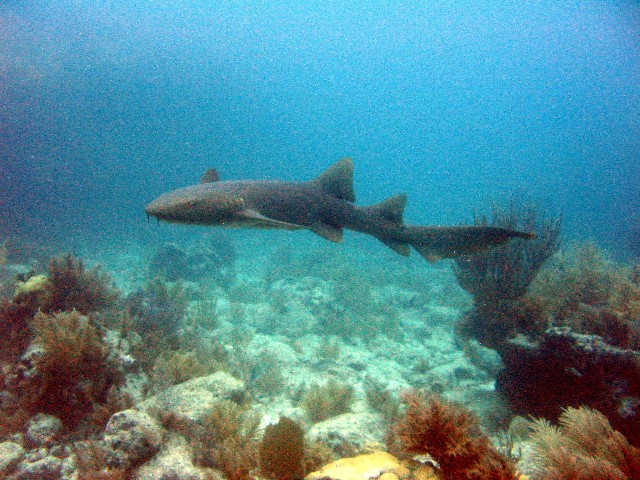 Nurse Shark 1