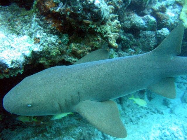 Nurse Shark 2