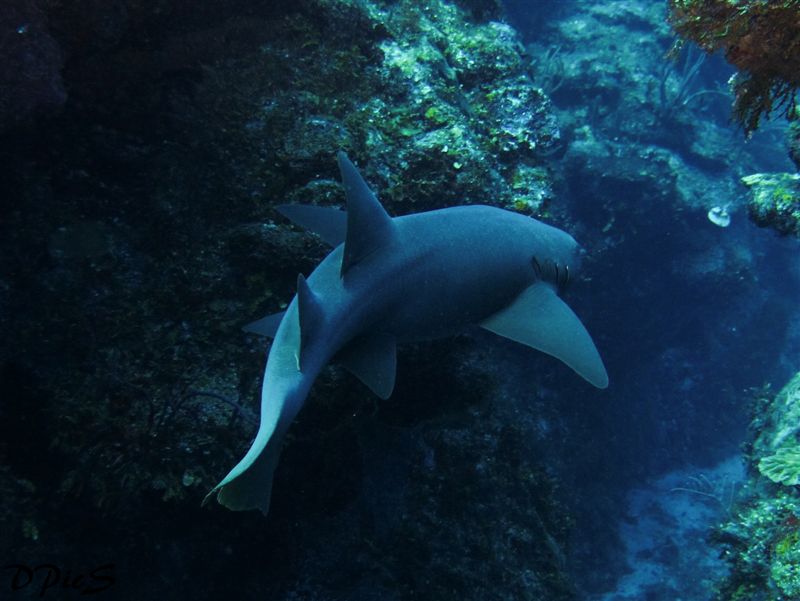 Nurse Shark Canyon