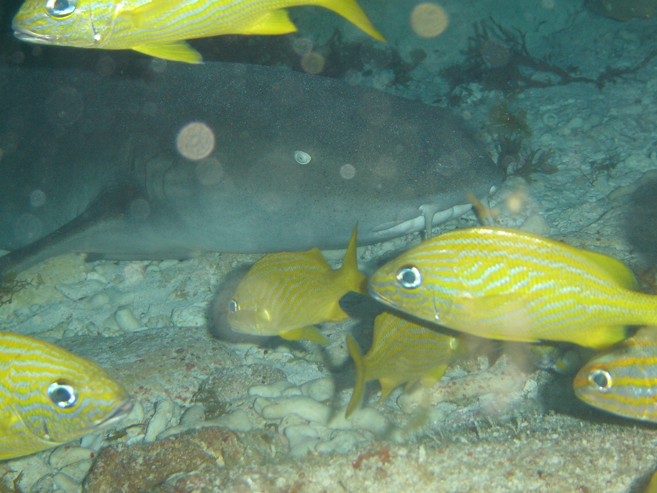 nurse shark cozumel