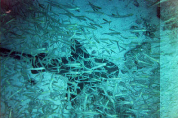 Nurse Shark Key Largo - Dry Rocks