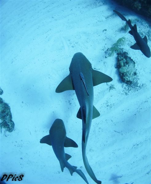 Nurse Shark Sand