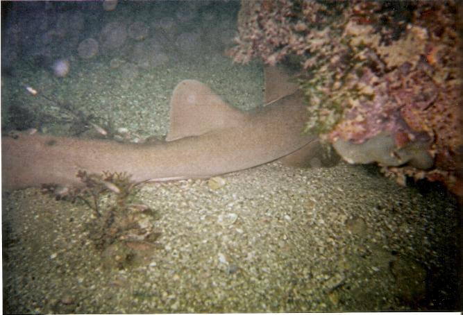 Nurse Shark Spanish Rocks, Bradenton, FL 5/31/0/8