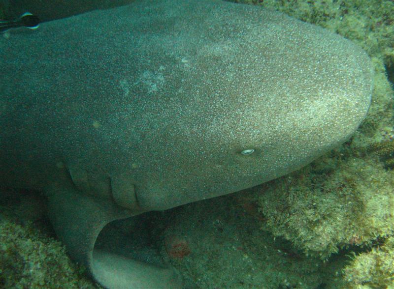 Nurse Shark with remora