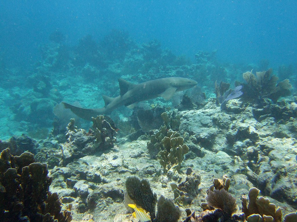 Nurse Shark