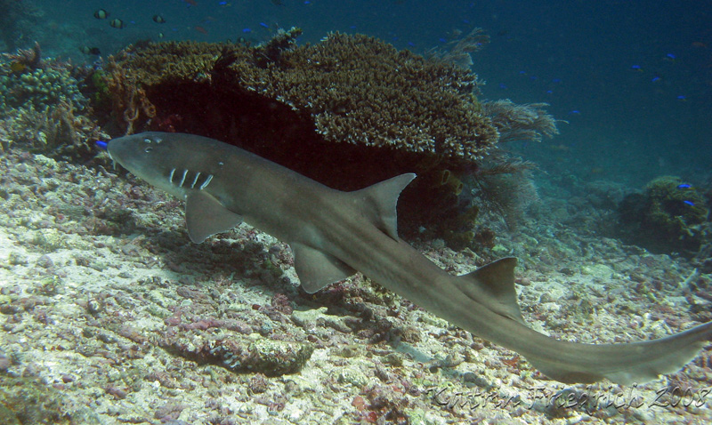 nurse shark