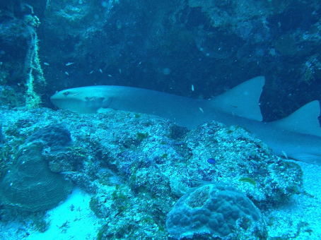 Nurse Shark