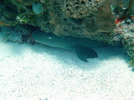 Nurse Shark