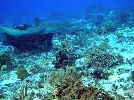 Nurse Shark