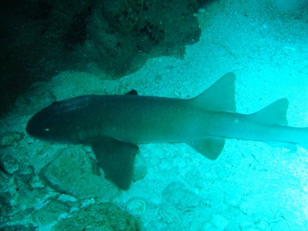 nurse shark