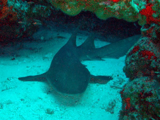 nurse shark