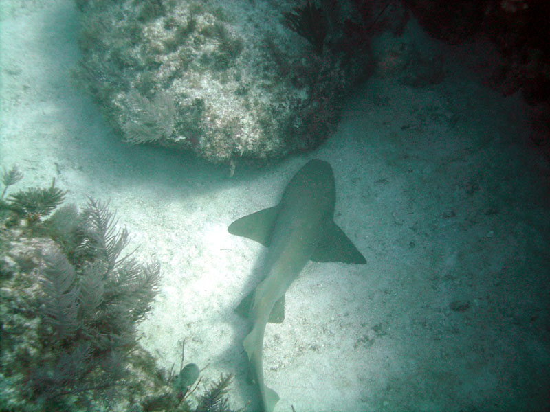 Nurse Shark